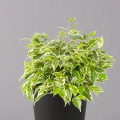 Birkenfeige 'Kinky' In Keramiktopf Anthrazit, Topf-Ø 12cm, H: Ca. 25 Cm, 3er-Set -Fiskar Garten Geschaft 0223100071 Ficus benj Kinky Dallas anthrazit 2