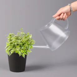 Birkenfeige 'Kinky' In Keramiktopf Dallas Anthrazit, Topf-Ø 12 Cm, 2er-Set -Fiskar Garten Geschaft 0223100072 Ficus benj Kinky Dallas anthrazit 3