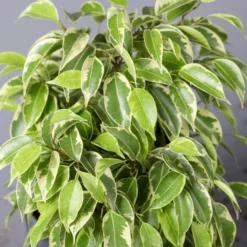 Birkenfeige 'Kinky' In Keramiktopf Anthrazit, Topf-Ø 12cm, H: Ca. 25 Cm, 3er-Set -Fiskar Garten Geschaft 0223100073 Ficus benj Kinky T12 3er Set 12cmT H26cm1