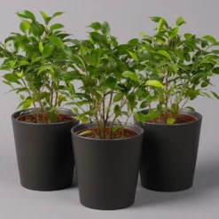 Birkenfeige 'Natasja' In Übertopf Anthrazit, Topf 12cmØ, Höhe Ca. 25cm, 3er-Set