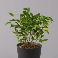 Birkenfeige 'Natasja' In Übertopf Anthrazit, Topf 12cmØ, Höhe Ca. 25cm, 3er-Set -Fiskar Garten Geschaft 0223100074 Ficus benj Natasja im Topf Dallas anth 2 108501