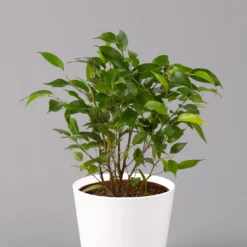 Birkenfeige 'Natasja' Inkl. Übertopf Weiß, Topf 12cmØ, Höhe Ca. 25cm, 3er-Set -Fiskar Garten Geschaft 0223100075 Ficus benj Natasja im Topf Dallas weiss 2