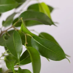 Birkenfeige 'Natasja' Inkl. Übertopf Weiß, Topf 12cmØ, Höhe Ca. 25cm, 3er-Set -Fiskar Garten Geschaft 0223100075 Ficus benj Natasja im Topf Dallas weiss 4