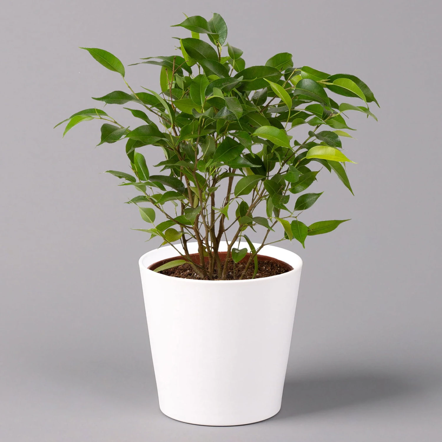 Birkenfeige 'Natasja' Inkl. Übertopf Dallas Weiß, Topf 12cmØ, Höhe Ca. 25cm 1 Birkenfeige 'Natasja' Inkl. Übertopf Dallas Weiß, Topf 12cmØ, Höhe Ca. 25cm