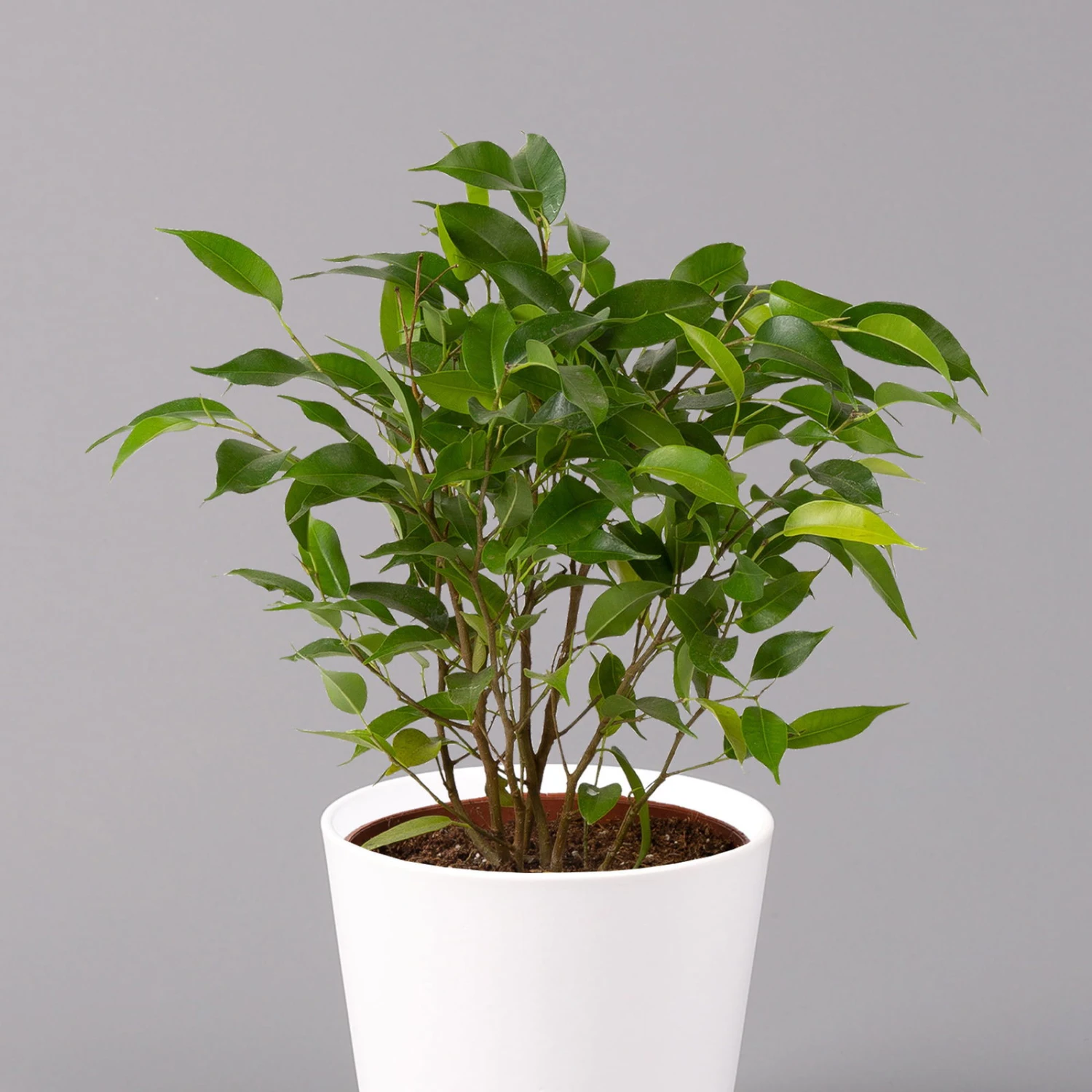 Birkenfeige 'Natasja' Inkl. Übertopf Dallas Weiß, Topf 12cmØ, Höhe Ca. 25cm 2 Birkenfeige 'Natasja' Inkl. Übertopf Dallas Weiß, Topf 12cmØ, Höhe Ca. 25cm – Bild 2