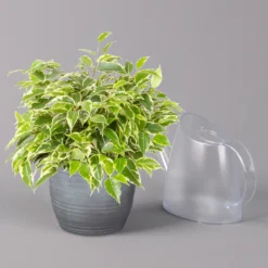 Birkenfeige 'Kinky' In Keramiktopf Bergamo Grau, Topf-Ø 12 Cm, Höhe Ca. 26 Cm -Fiskar Garten Geschaft 0223100092 Ficus benj Kinky in Uebertopf Bergamo grau 3