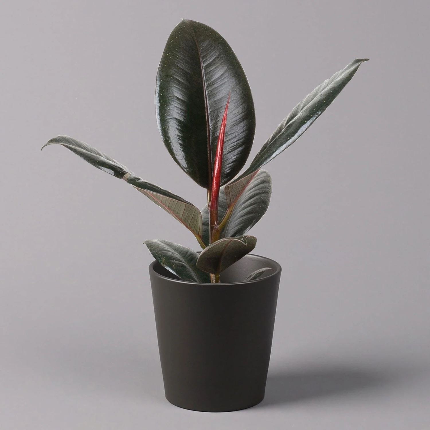 Gummibaum 'Robusta' In Topf Anthrazit, Topf-Ø 12 Cm, Höhe Ca. 40-45cm, 3er-Set 2 Gummibaum 'Robusta' In Topf Anthrazit, Topf-Ø 12 Cm, Höhe Ca. 40-45cm, 3er-Set – Bild 2