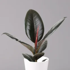 Gummibaum 'Robusta' In Topf Dallas, Weiß Topf-Ø 12cm, Höhe Ca. 40-45 Cm, 3er-Set -Fiskar Garten Geschaft 0223200063 Ficus el Robusta Dallas weiss 3er Set 22