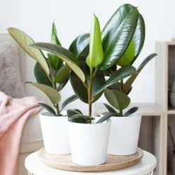 Gummibaum 'Robusta' In Topf Dallas, Weiß Topf-Ø 12cm, Höhe Ca. 40-45 Cm, 3er-Set