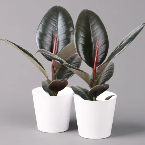 Gummibaum 'Robusta' In Topf Weiß, Topf-Ø 12 Cm, Höhe Ca. 40-45 Cm, 2er-Set 6 Gummibaum 'Robusta' In Topf Weiß, Topf-Ø 12 Cm, Höhe Ca. 40-45 Cm, 2er-Set -Fiskar Garten Geschaft 0223200073 Ficus el Robusta Dallas weiss 2er Set2