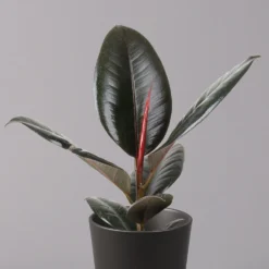 Gummibaum 'Robusta' In Topf Anthrazit, Topf-Ø 12cm, Höhe Ca. 40-45 Cm, 2er-Set -Fiskar Garten Geschaft 0223200077 Ficus el Robusta Dallas anthrazit 2