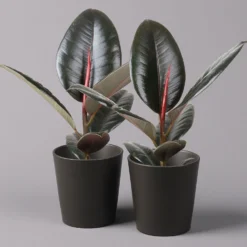 Gummibaum 'Robusta' In Topf Anthrazit, Topf-Ø 12cm, Höhe Ca. 40-45 Cm, 2er-Set