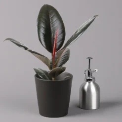 Gummibaum 'Robusta' In Topf Anthrazit, Topf-Ø 12cm, Höhe Ca. 40-45 Cm, 2er-Set -Fiskar Garten Geschaft 0223200077 Ficus el Robusta Dallas anthrazit 3