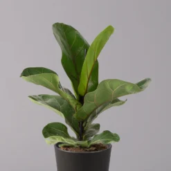 Geigenfeige 'Bambino'', Topf-Ø 12cm, Mit Übertopf Dallas Anthrazit, 3er-Set -Fiskar Garten Geschaft 0223300040 Ficus lyr Bambino im Topf Dallas anthr 2