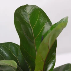 Geigenfeige 'Bambino'', Topf-Ø 12cm, Mit Übertopf Dallas Anthrazit, 3er-Set -Fiskar Garten Geschaft 0223300040 Ficus lyr Bambino im Topf Dallas anthr 4