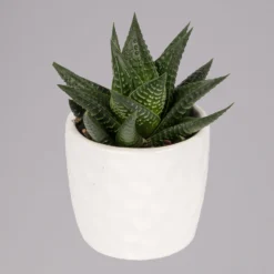 Sukkulenten In Dekotopf 'Honey', Topf-Ø 6 Cm, 3er-Set 11 Sukkulenten In Dekotopf 'Honey', Topf-Ø 6 Cm, 3er-Set -Fiskar Garten Geschaft 0225200537 Mini Sukkulenten Set in Topf Honey 1 117303