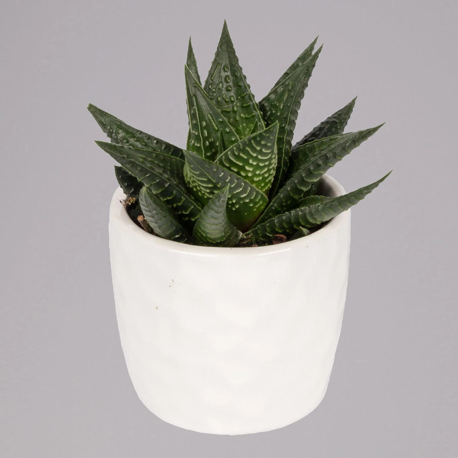 Sukkulenten In Dekotopf 'Honey', Topf-Ø 6 Cm, 3er-Set 5 Sukkulenten In Dekotopf 'Honey', Topf-Ø 6 Cm, 3er-Set – Bild 5