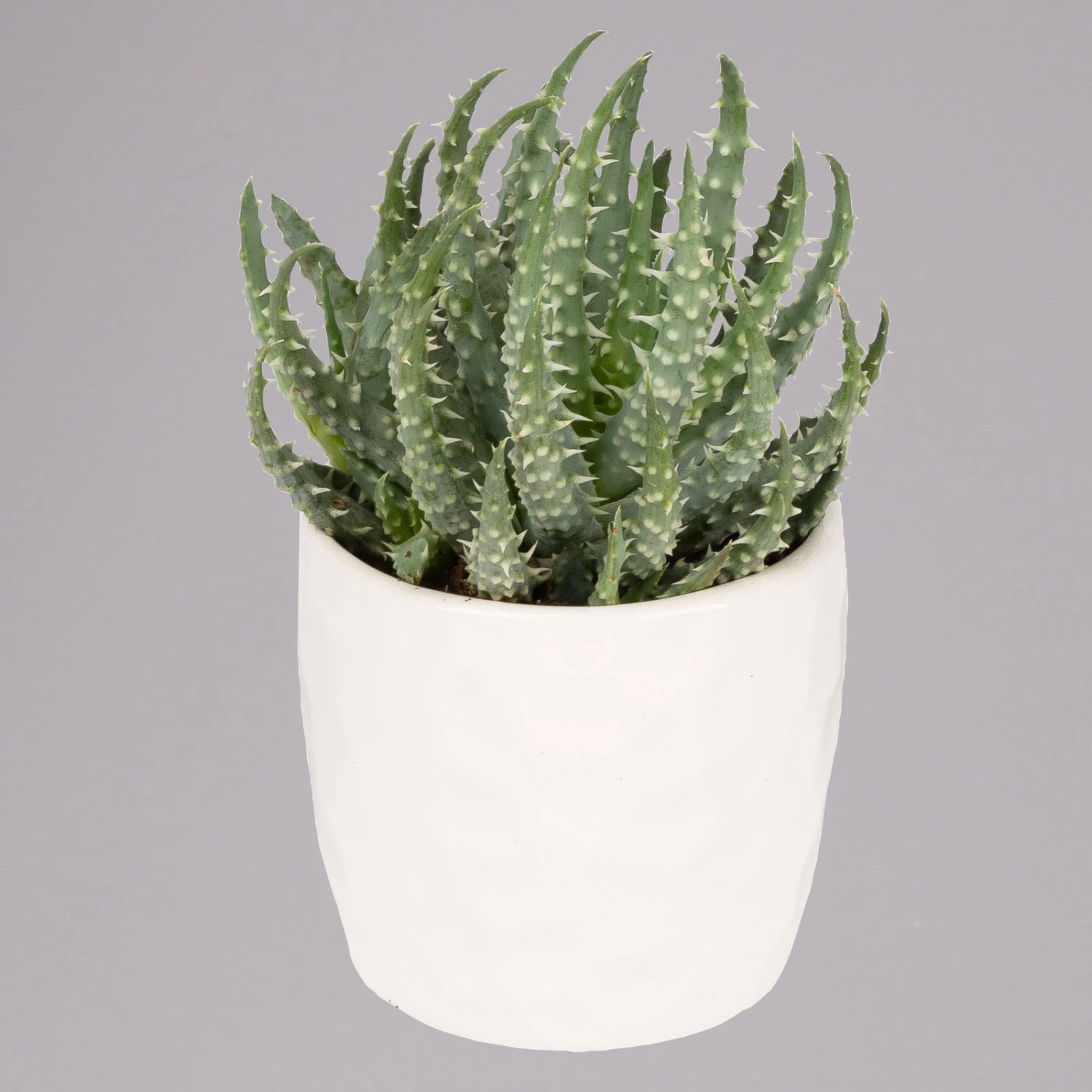 Sukkulenten In Dekotopf 'Honey', Topf-Ø 6 Cm, 3er-Set 4 Sukkulenten In Dekotopf 'Honey', Topf-Ø 6 Cm, 3er-Set – Bild 4