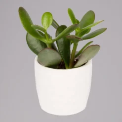 Sukkulenten In Dekotopf 'Honey', Topf-Ø 6 Cm, 3er-Set 9 Sukkulenten In Dekotopf 'Honey', Topf-Ø 6 Cm, 3er-Set -Fiskar Garten Geschaft 0225200537 Mini Sukkulenten Set in Topf Honey 3 117301