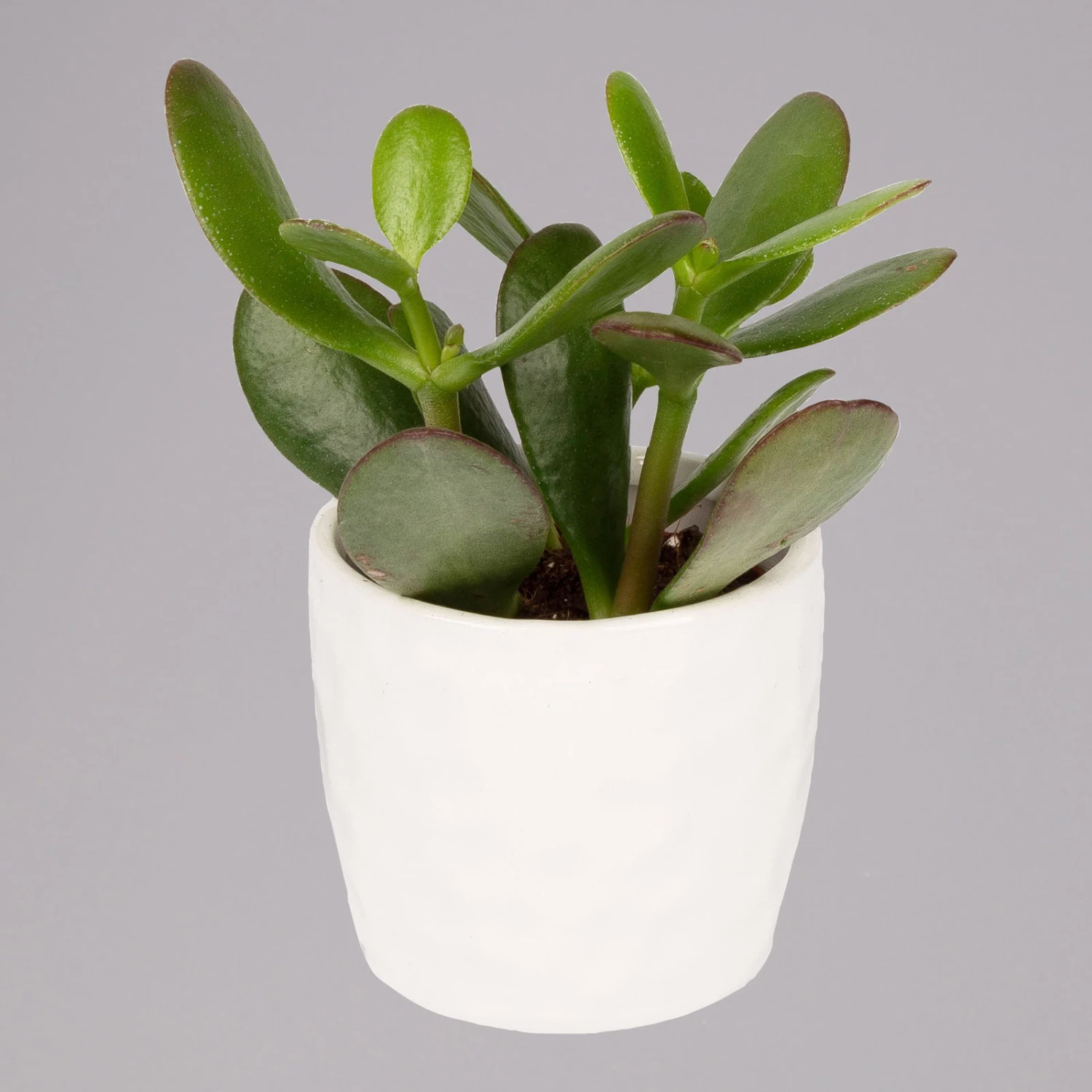 Sukkulenten In Dekotopf 'Honey', Topf-Ø 6 Cm, 3er-Set 3 Sukkulenten In Dekotopf 'Honey', Topf-Ø 6 Cm, 3er-Set – Bild 3