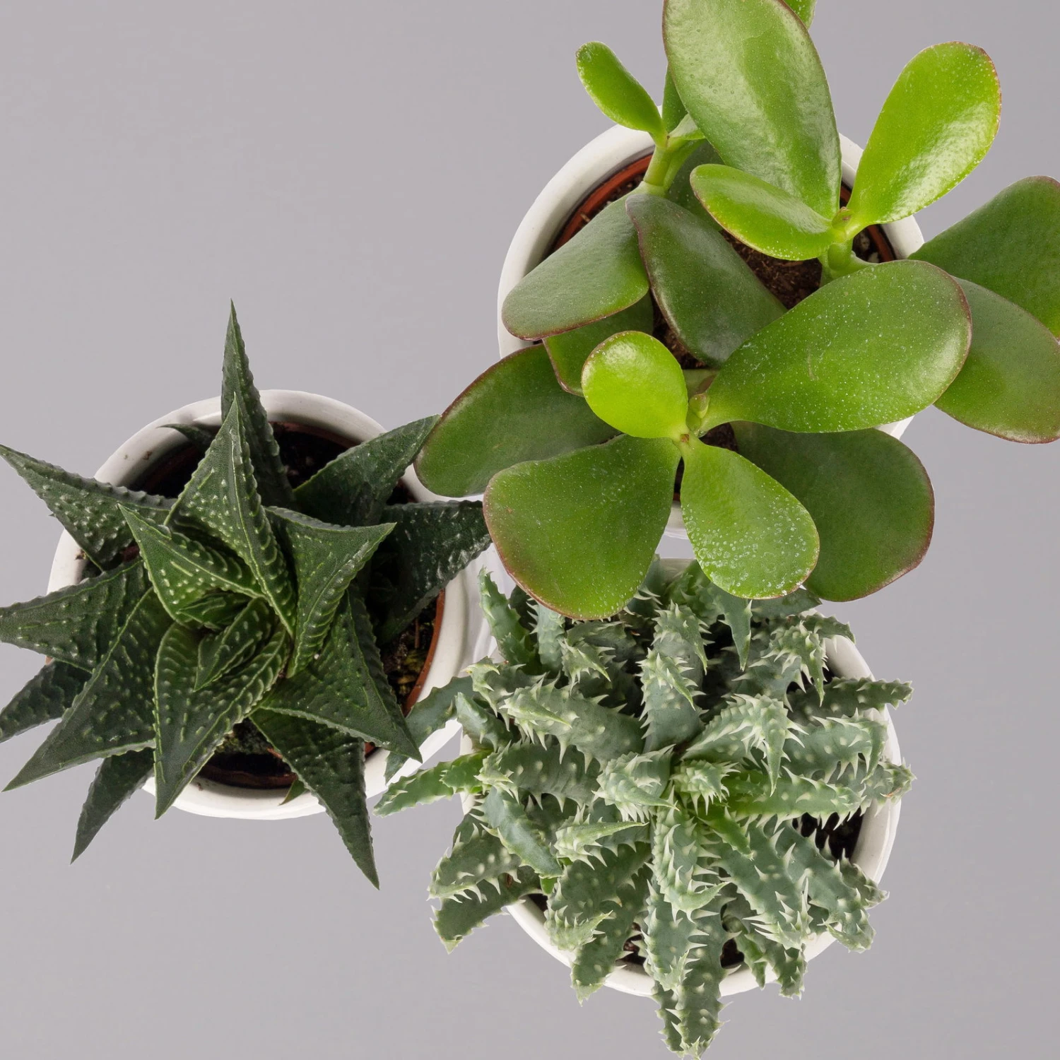 Sukkulenten In Dekotopf 'Honey', Topf-Ø 6 Cm, 3er-Set 2 Sukkulenten In Dekotopf 'Honey', Topf-Ø 6 Cm, 3er-Set – Bild 2