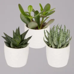 Sukkulenten In Dekotopf 'Honey', Topf-Ø 6 Cm, 3er-Set
