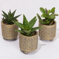 Sukkulenten In Dekotopf 'Binti', Topf-Ø 6 Cm, 3er-Set