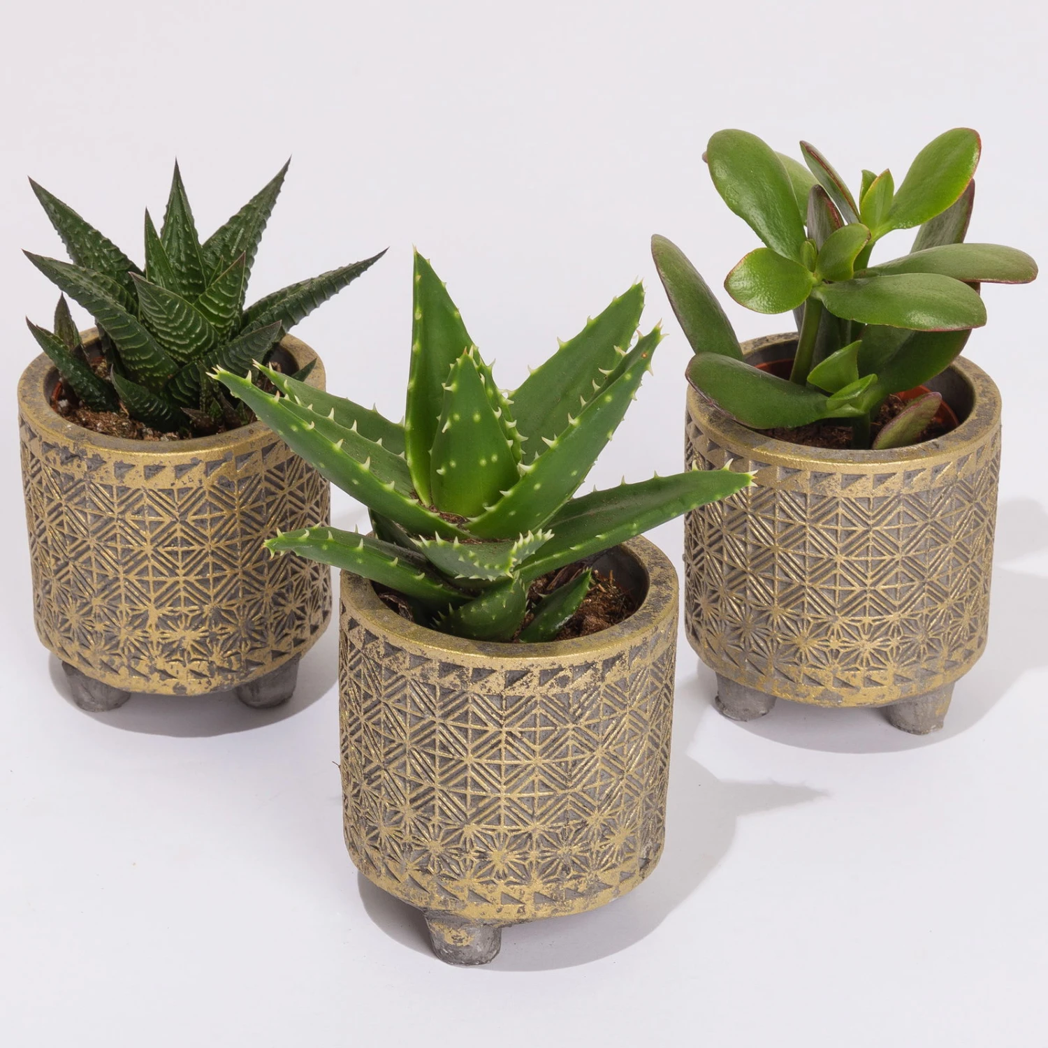 Sukkulenten In Dekotopf 'Binti', Topf-Ø 6 Cm, 3er-Set 1 Sukkulenten In Dekotopf 'Binti', Topf-Ø 6 Cm, 3er-Set