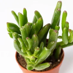 Mini-Sukkulenten Im Dekotopf 'Scandic Terracotta', Topf-Ø 6 Cm, 3er-Set -Fiskar Garten Geschaft 0225200733 Sukkulenten Set in Topf Scandic terrac 3er Set 10