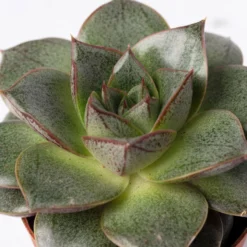 Mini-Sukkulenten Im Dekotopf 'Scandic Terracotta', Topf-Ø 6 Cm, 3er-Set -Fiskar Garten Geschaft 0225200733 Sukkulenten Set in Topf Scandic terrac 3er Set 11