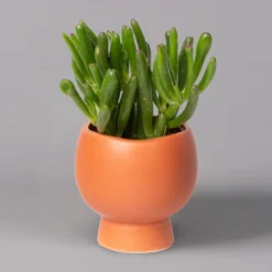 Mini-Sukkulenten Im Dekotopf 'Scandic Terracotta', Topf-Ø 6 Cm, 3er-Set -Fiskar Garten Geschaft 0225200733 Sukkulenten Set in Topf Scandic terrac 3er Set 2