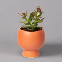 Mini-Sukkulenten Im Dekotopf 'Scandic Terracotta', Topf-Ø 6 Cm, 3er-Set -Fiskar Garten Geschaft 0225200733 Sukkulenten Set in Topf Scandic terrac 3er Set 3