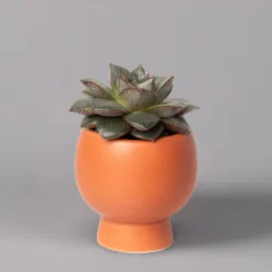 Mini-Sukkulenten Im Dekotopf 'Scandic Terracotta', Topf-Ø 6 Cm, 3er-Set -Fiskar Garten Geschaft 0225200733 Sukkulenten Set in Topf Scandic terrac 3er Set 6