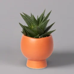 Mini-Sukkulenten Im Dekotopf 'Scandic Terracotta', Topf-Ø 6 Cm, 3er-Set -Fiskar Garten Geschaft 0225200733 Sukkulenten Set in Topf Scandic terrac 3er Set 7