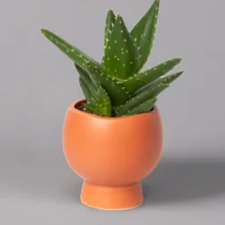 Mini-Sukkulenten Im Dekotopf 'Scandic Terracotta', Topf-Ø 6 Cm, 3er-Set -Fiskar Garten Geschaft 0225200733 Sukkulenten Set in Topf Scandic terrac 3er Set 8