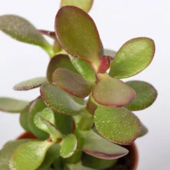 Mini-Sukkulenten Im Dekotopf 'Scandic Terracotta', Topf-Ø 6 Cm, 3er-Set -Fiskar Garten Geschaft 0225200733 Sukkulenten Set in Topf Scandic terrac 3er Set 9