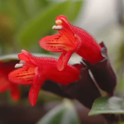 Schamblume 'Red Star', In Blumenampel, Topf-Ø 14 Cm 7 Schamblume 'Red Star', In Blumenampel, Topf-Ø 14 Cm -Fiskar Garten Geschaft 0230100144 0230200127 Aeschynanthus 115639
