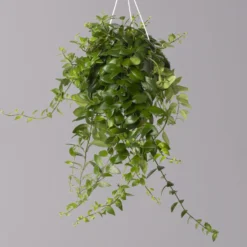 Schamblume 'Red Star', In Blumenampel, Topf-Ø 14 Cm