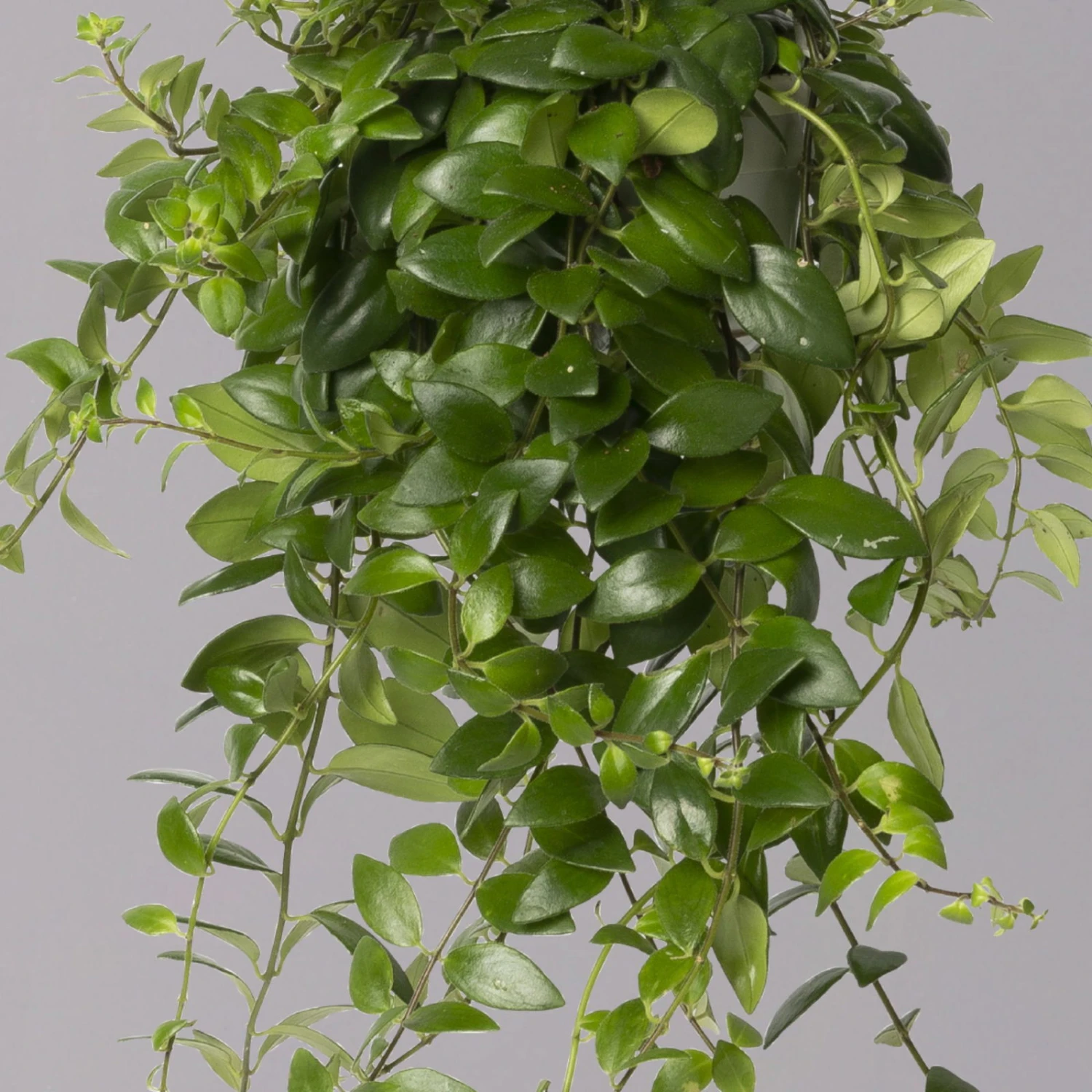 Schamblume 'Red Star', In Blumenampel, Topf-Ø 14 Cm 2 Schamblume 'Red Star', In Blumenampel, Topf-Ø 14 Cm – Bild 2