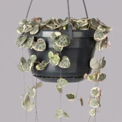 Leuchterblume 'Variegata', In Blumenampel, Topf-Ø 14 Cm, Höhe Ca. 25 Cm