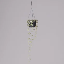 Leuchterblume 'Variegata', In Blumenampel, Topf-Ø 14 Cm, Höhe Ca. 25 Cm -Fiskar Garten Geschaft 0230200784 Ceropegia lin subsp woodii variegata 2 117653