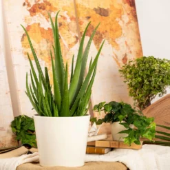 Aloe Vera, Topf-Ø 24 Cm, Höhe Ca. 75 Cm 9 Aloe Vera, Topf-Ø 24 Cm, Höhe Ca. 75 Cm -Fiskar Garten Geschaft 025010 Aloe vera1 2