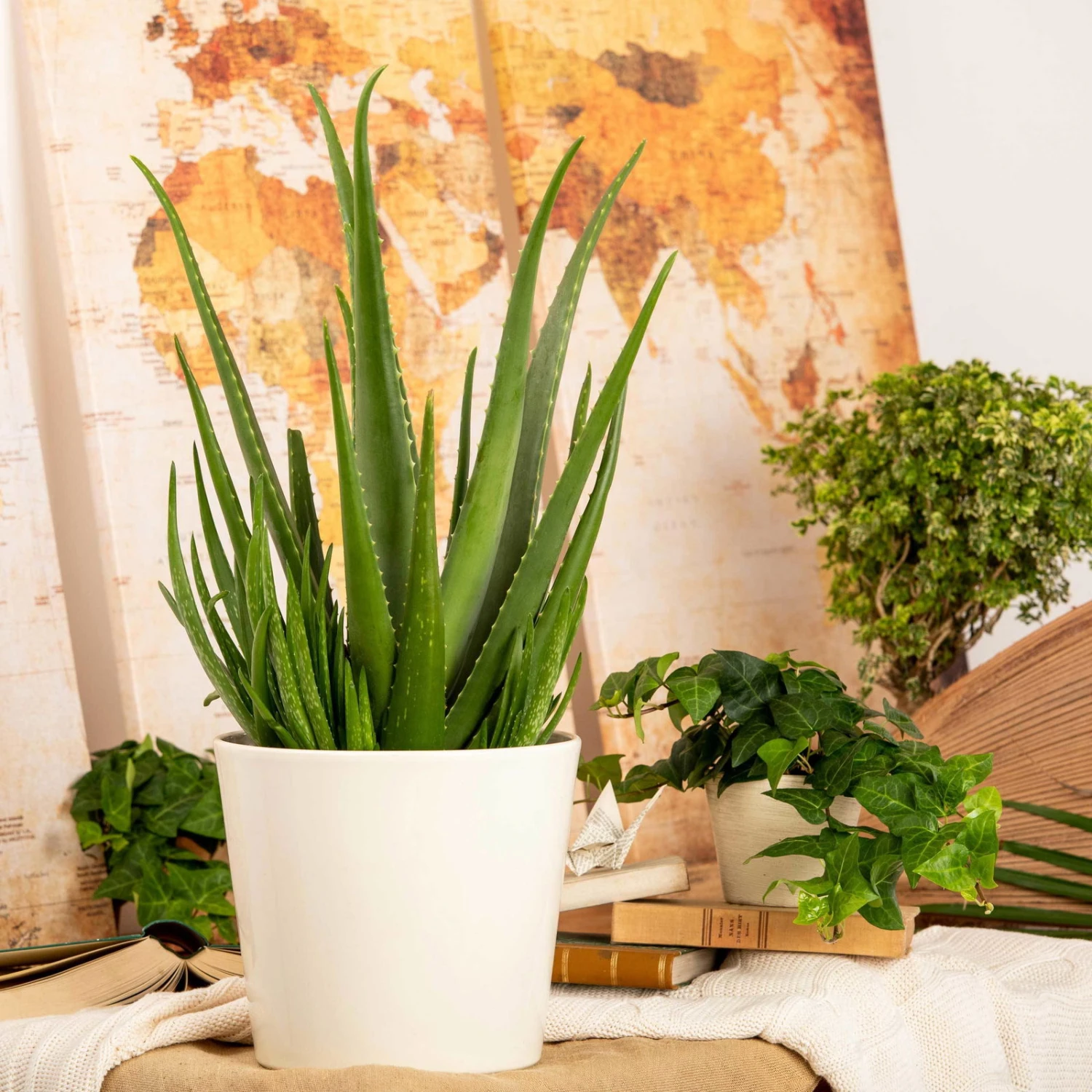 Aloe Vera, Topf-Ø 24 Cm, Höhe Ca. 75 Cm 4 Aloe Vera, Topf-Ø 24 Cm, Höhe Ca. 75 Cm – Bild 4