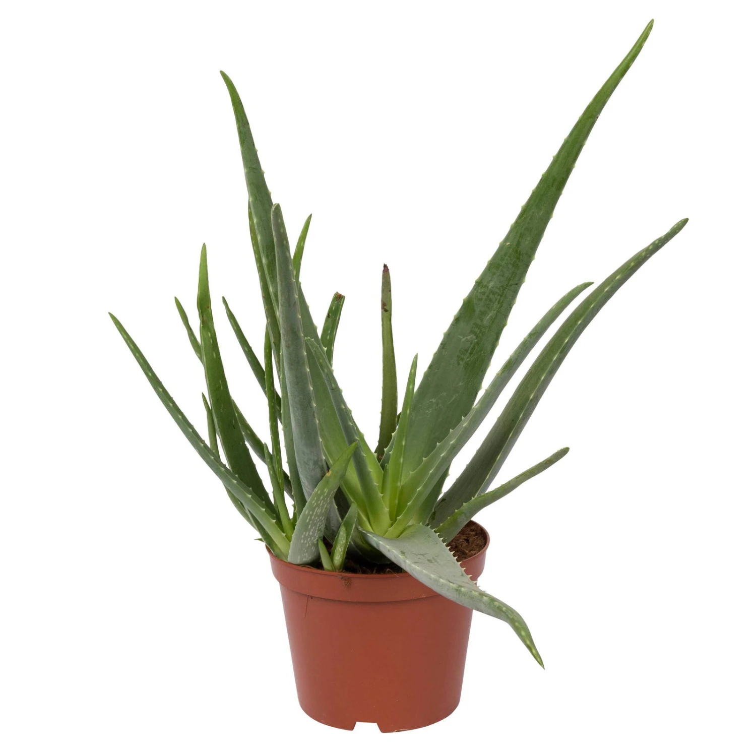 Aloe Vera, Topf-Ø 21 Cm Höhe Ca. 60 Cm 1 Aloe Vera, Topf-Ø 21 Cm Höhe Ca. 60 Cm