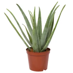 Aloe Vera, Topf-Ø 24 Cm, Höhe Ca. 75 Cm