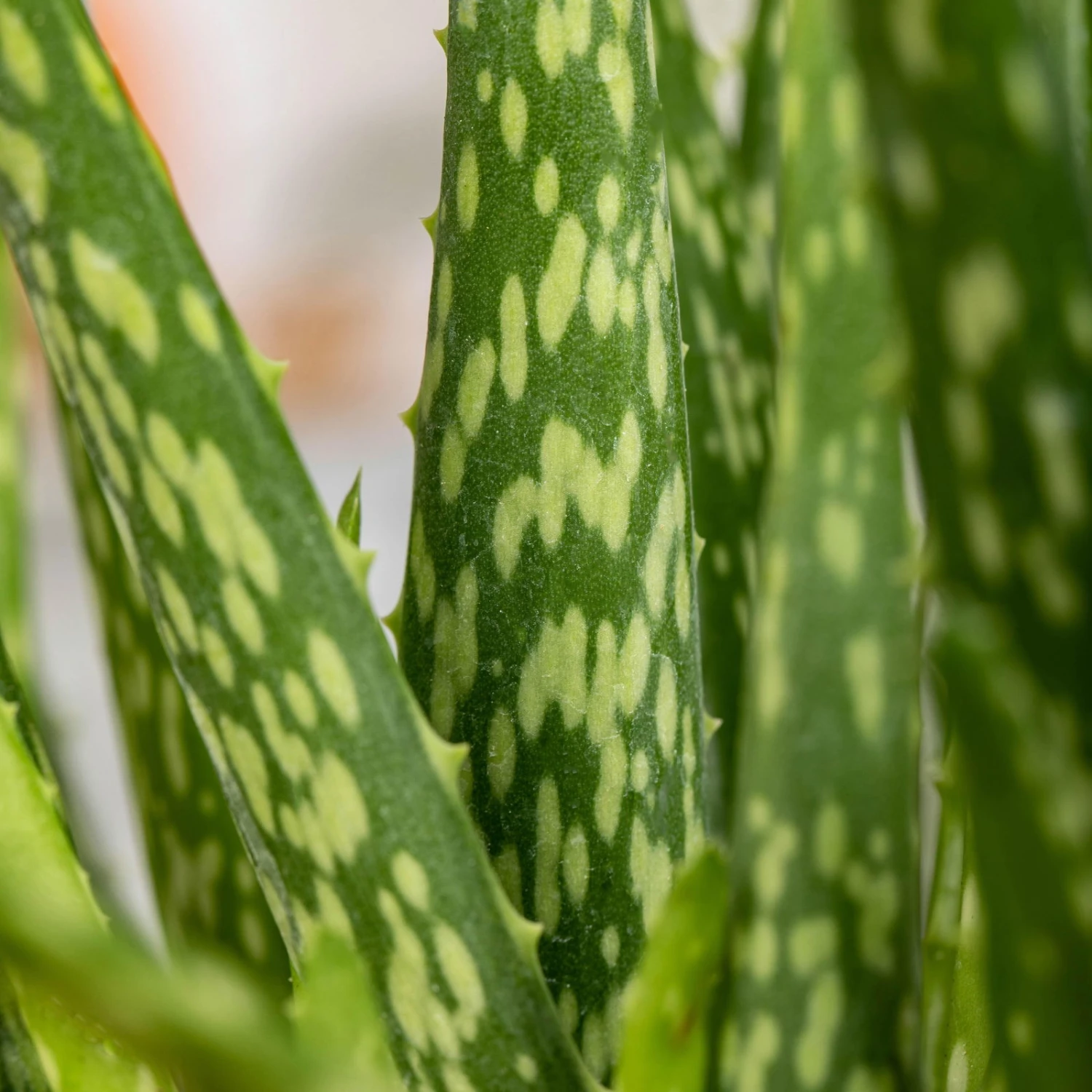 Aloe Vera In Übertopf Vibes Gelb, Topf-Ø 12 Cm, Höhe Ca. 35 Cm, 2er-Set 2 Aloe Vera In Übertopf Vibes Gelb, Topf-Ø 12 Cm, Höhe Ca. 35 Cm, 2er-Set – Bild 2