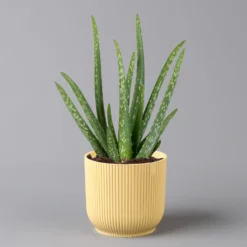 Aloe Vera In Übertopf Vibes Gelb, Topf-Ø 12 Cm, Höhe Ca. 35 Cm, 2er-Set 9 Aloe Vera In Übertopf Vibes Gelb, Topf-Ø 12 Cm, Höhe Ca. 35 Cm, 2er-Set -Fiskar Garten Geschaft 0250103389 Aloe vera in uebertopf gelb 2er Set Elho Vibes 1 124896