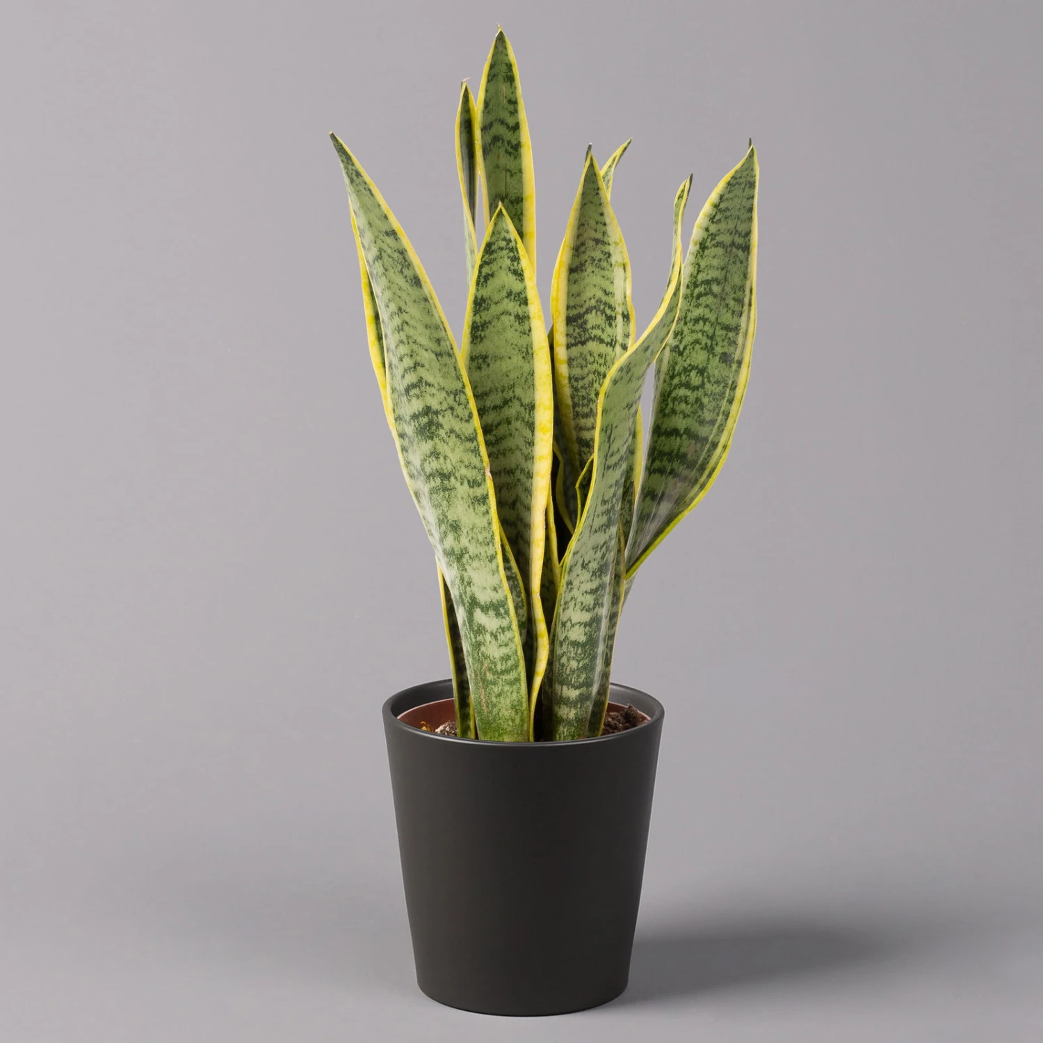 Bogenhanf In Keramiktopf Anthrazit, Topf-Ø 12 Cm, Höhe Ca. 35-45 Cm, 3er-Set 2 Bogenhanf In Keramiktopf Anthrazit, Topf-Ø 12 Cm, Höhe Ca. 35-45 Cm, 3er-Set – Bild 2