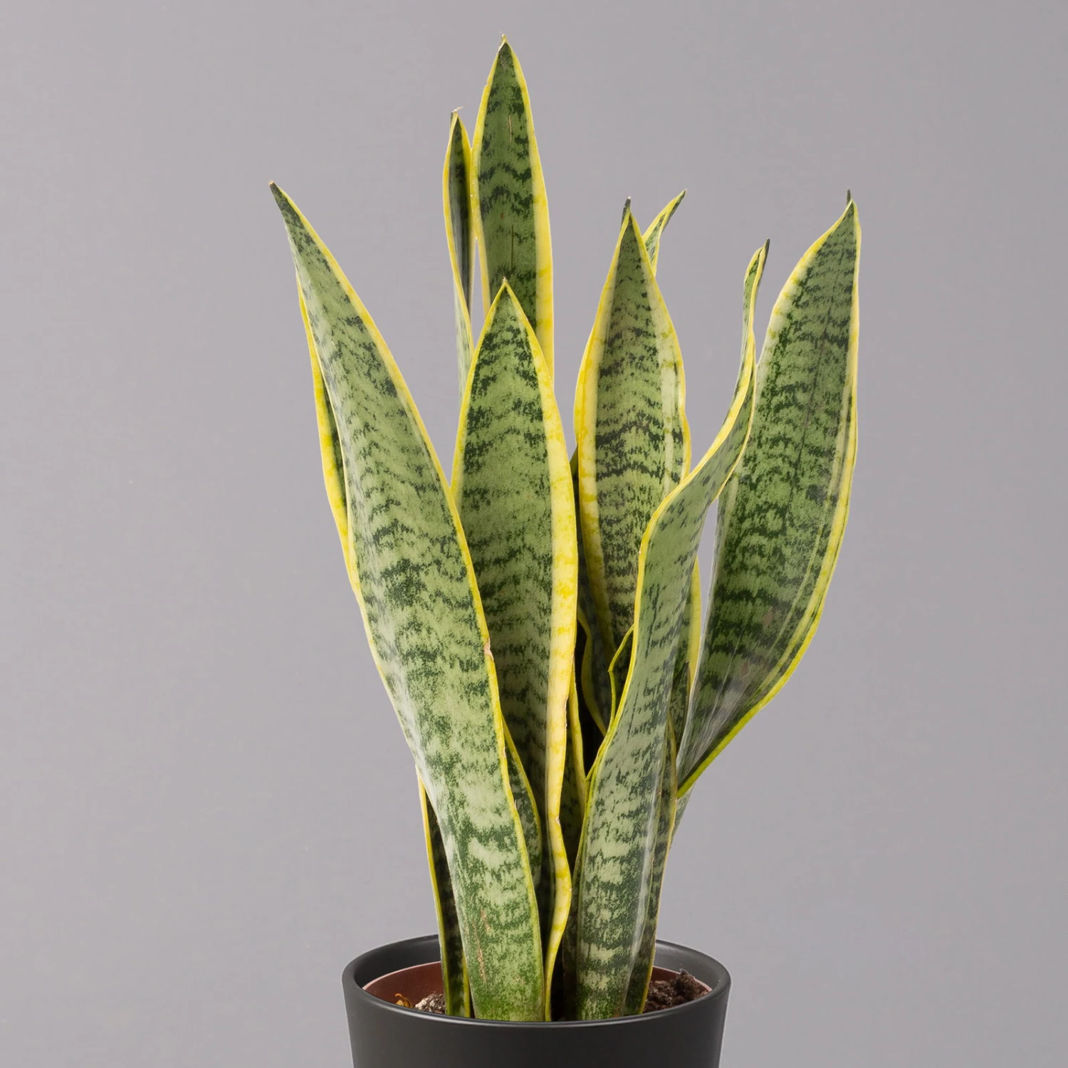 Bogenhanf In Keramiktopf Anthrazit, Topf-Ø 12 Cm, Höhe Ca. 35-45 Cm, 3er-Set 3 Bogenhanf In Keramiktopf Anthrazit, Topf-Ø 12 Cm, Höhe Ca. 35-45 Cm, 3er-Set – Bild 3