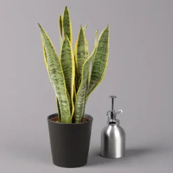 Bogenhanf In Keramiktopf Anthrazit, Topf-Ø 12 Cm, Höhe Ca. 35-45 Cm, 3er-Set 11 Bogenhanf In Keramiktopf Anthrazit, Topf-Ø 12 Cm, Höhe Ca. 35-45 Cm, 3er-Set -Fiskar Garten Geschaft 0250200718 Sansev Laurentii Dallas anthrazit 3